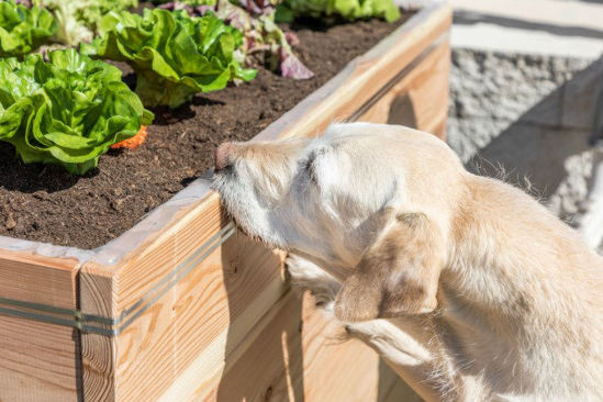 Kerbl snailstop perkverbinder