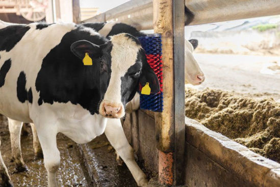 Halfronde koeborstel veeborstel blauwrood xl