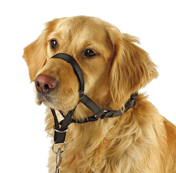 Training harnas maxi coach 44 cm zwart