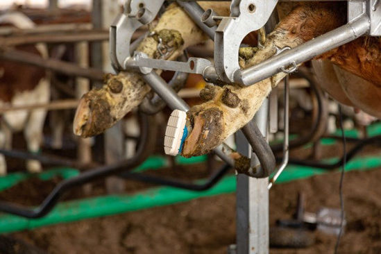 Technobase 2cb klauwenlijm 210ml