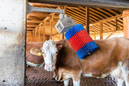 Happycow koeborstel midiswing