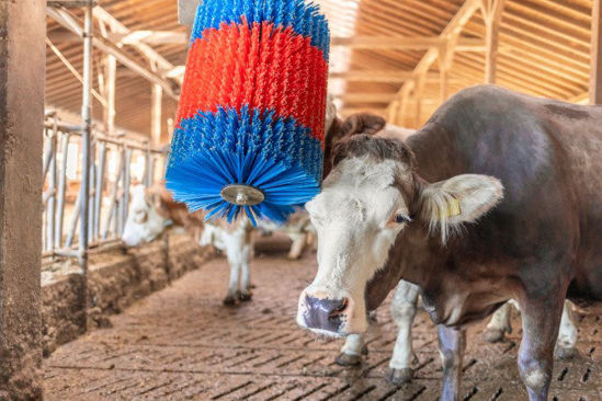 Happycow koeborstel midiswing