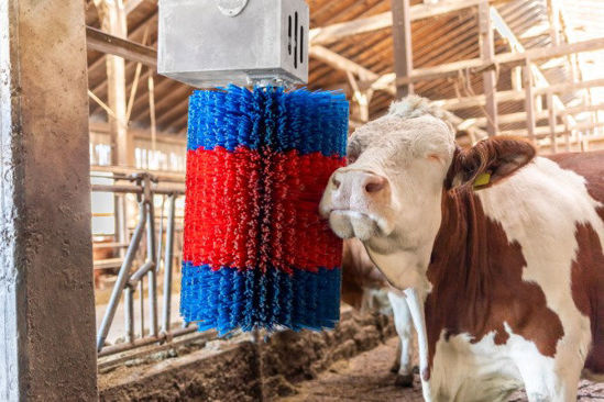 Happycow koeborstel midiswing