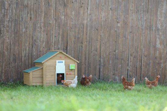 Automatische kippendeurset 30x40cm