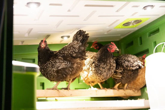 Mobilecoop kunststof kippenhok