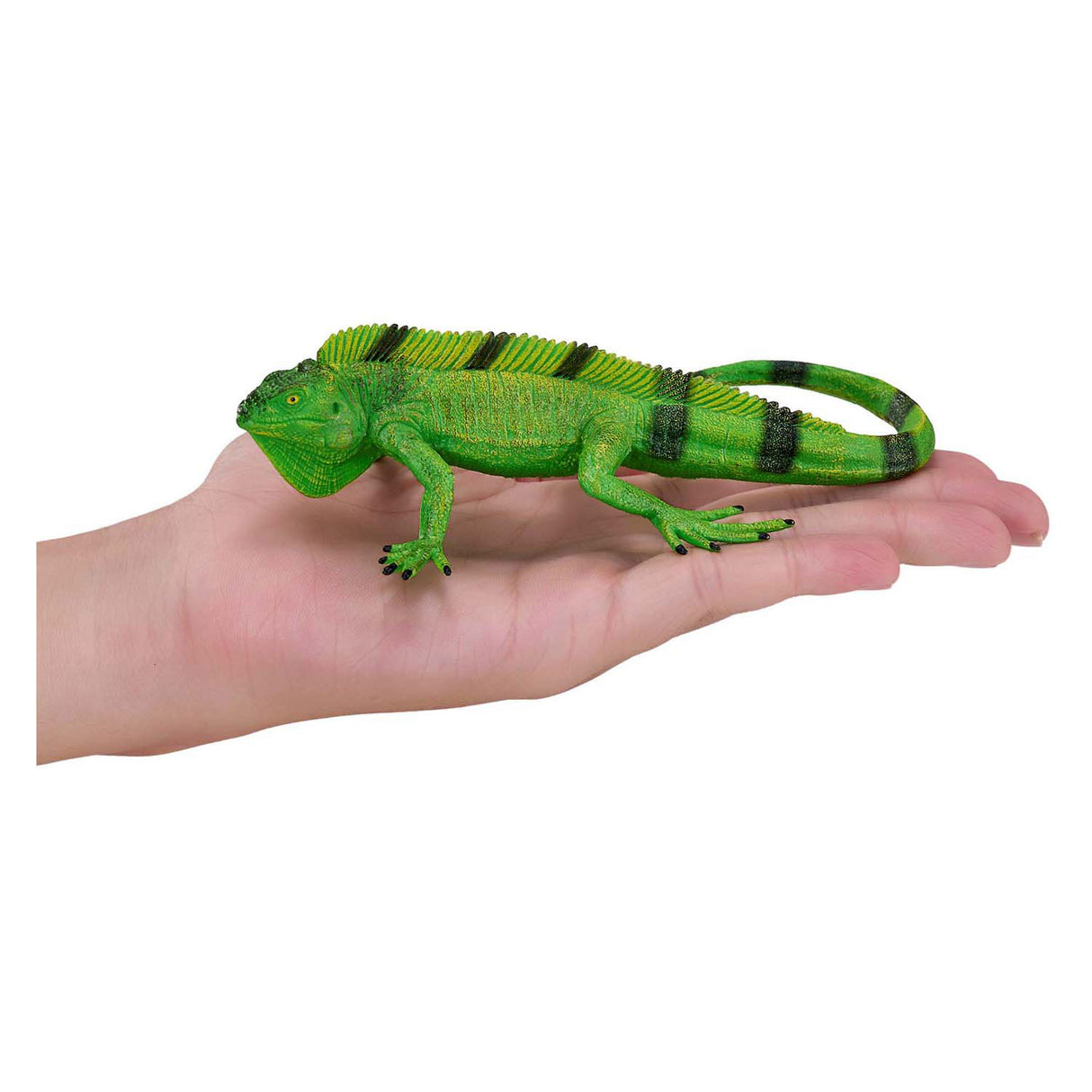 Dzika iguana Mojo - 381095