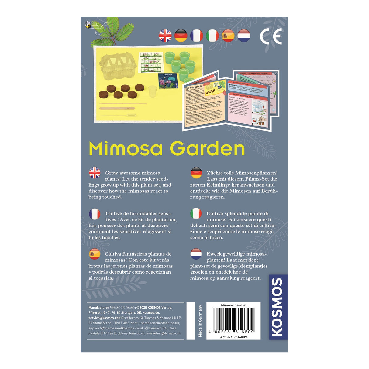 Growing Cosmos Mimosa Plants
