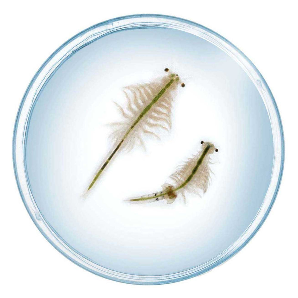 Selecta kosmos saltwater creatures speelset