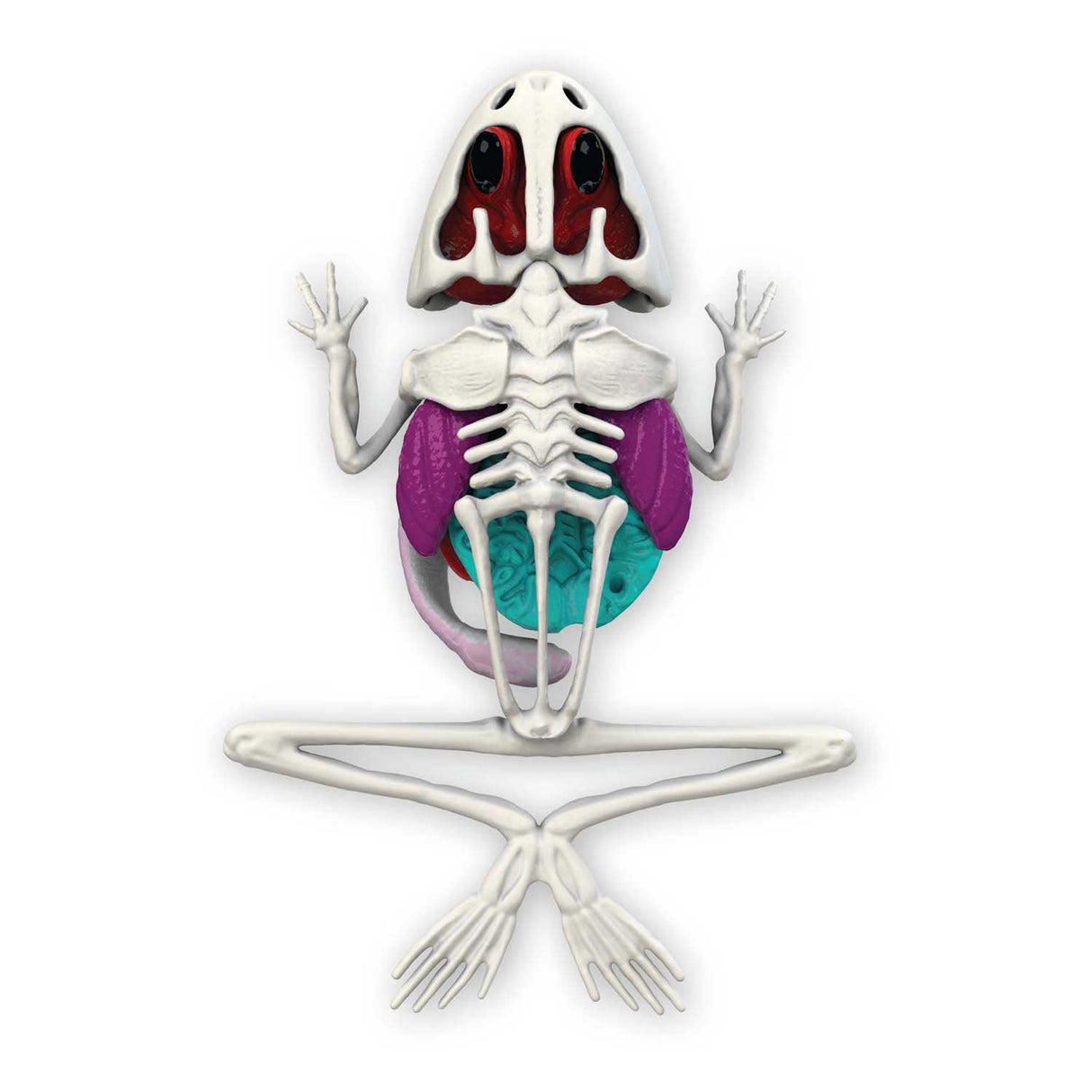 Slimy lab dissect-it ontleed een kikker