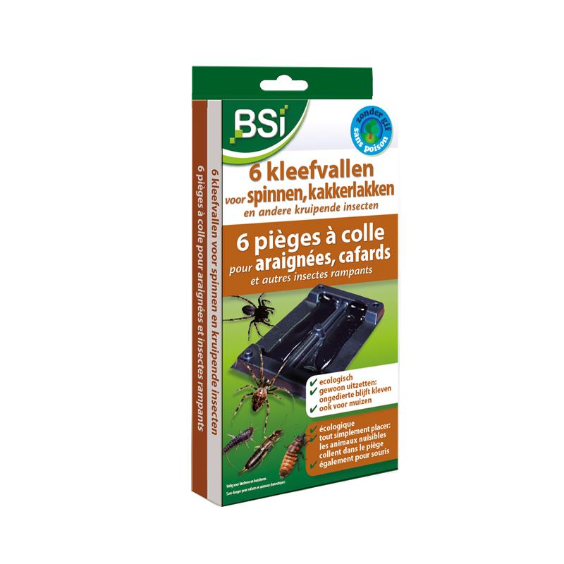 Bsi 6 sticky traps for spiders