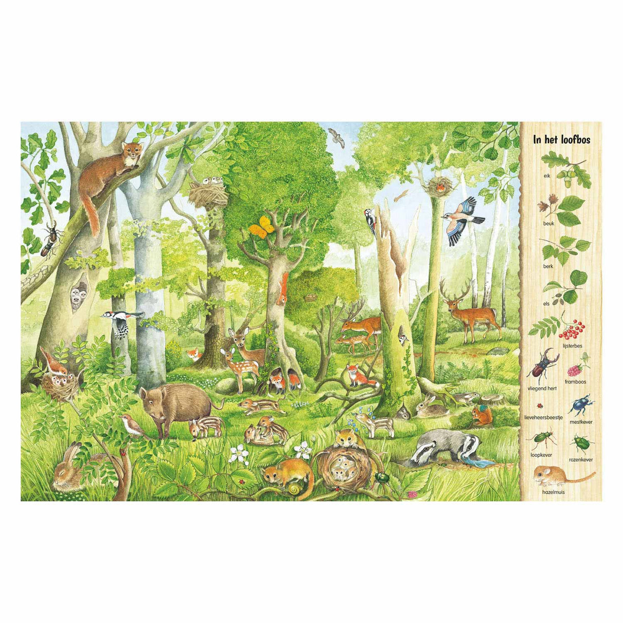 Delta's look and search book - in the forest