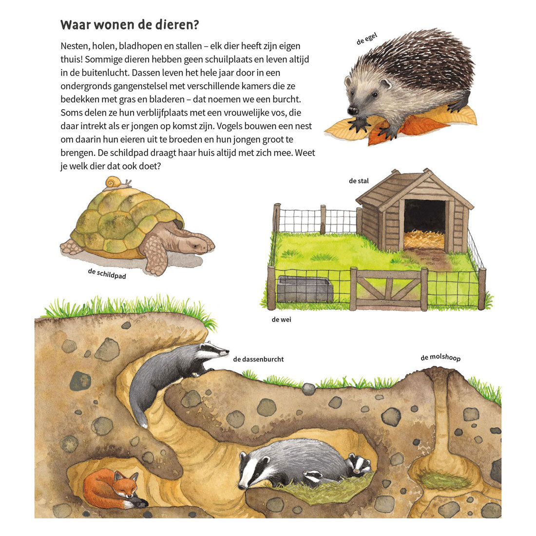 Deltas the animals around us cardboard book (2-4 yrs)