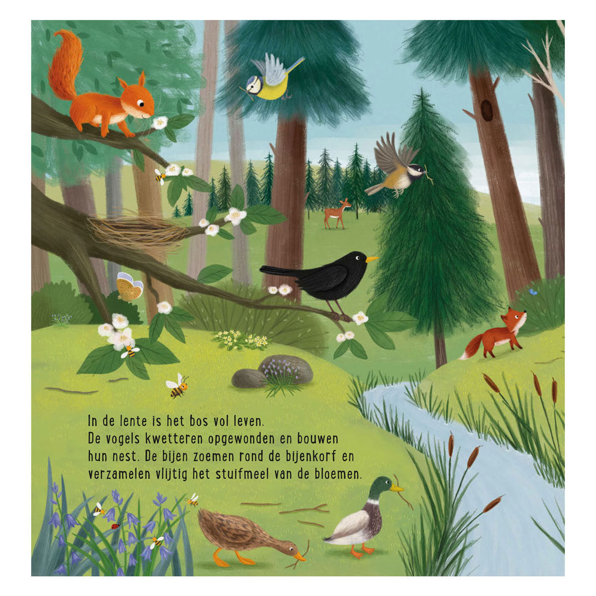 Deltas my first search book - animals in the forest