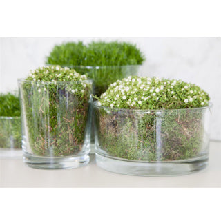 Vaas bowl ross h8 d15 | 3 stuks