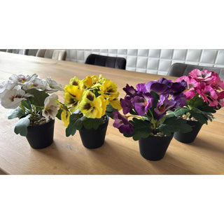 Viooltje in plastic pot ca. 21cmh assorti kleur | 4 stuks