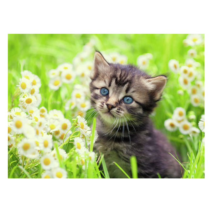 Ravensburger jigsaw puzzle kitten in the meadow, 500 pcs.