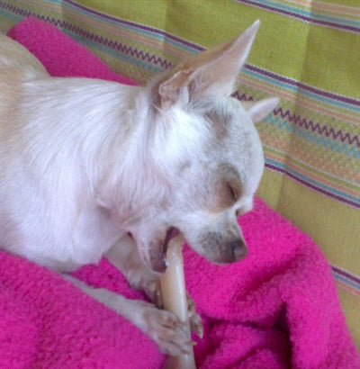 Dinobone Protobone for hard biters