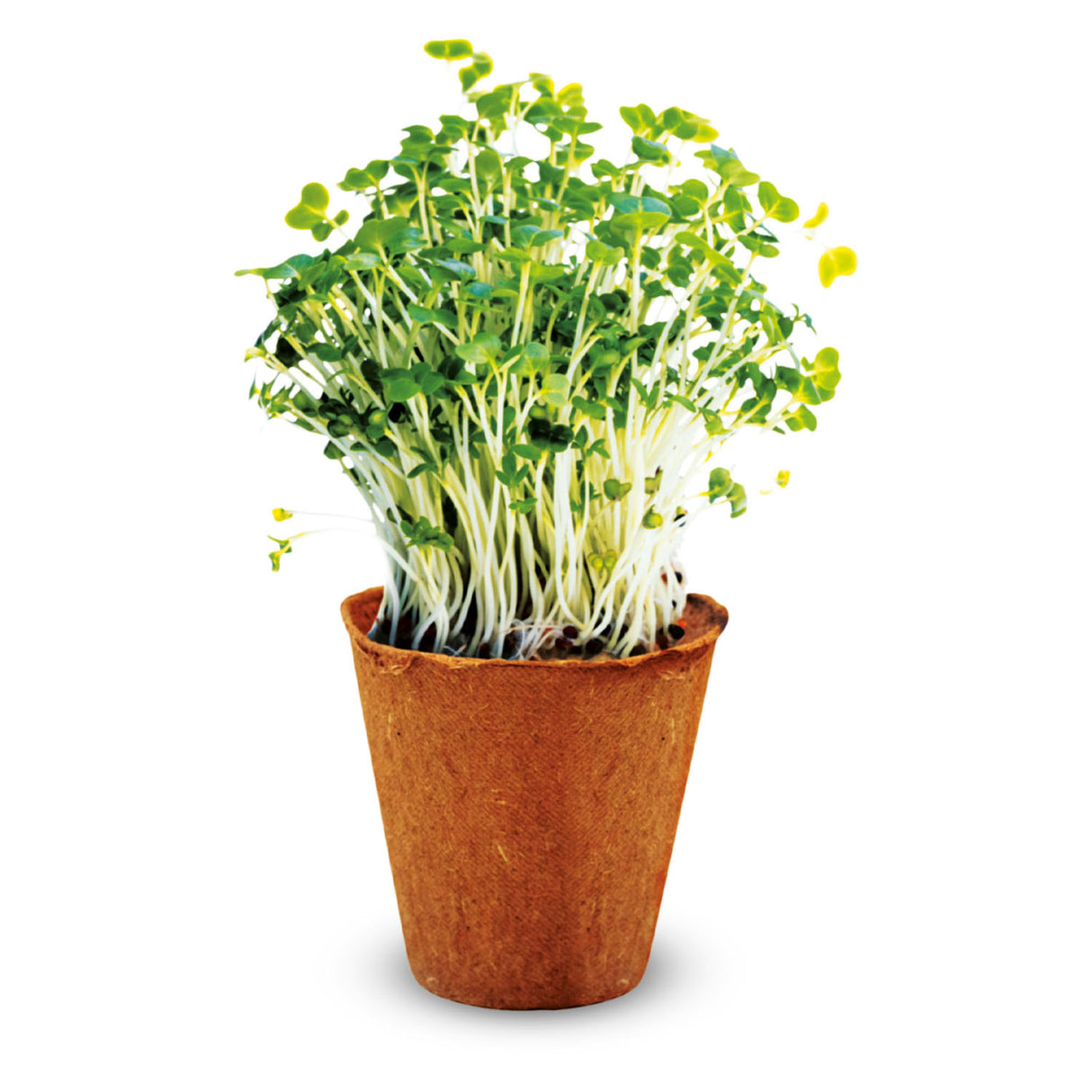 Experimento de cubierta infantil - Herb Garden Set s