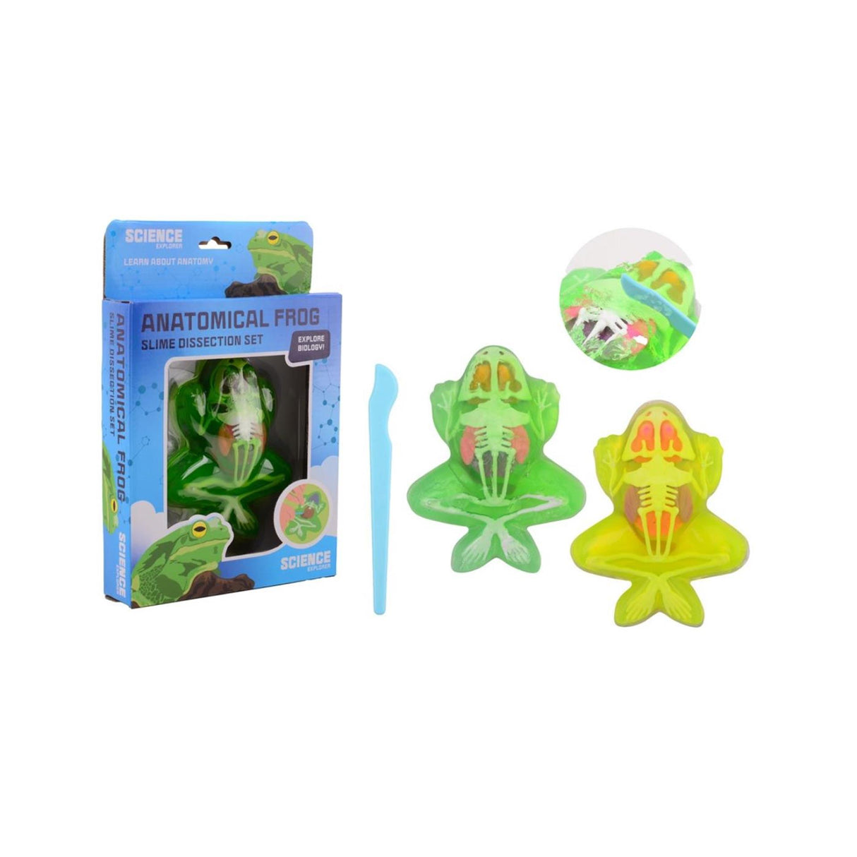 Johntoy ciencia explorador rana anatomía limo