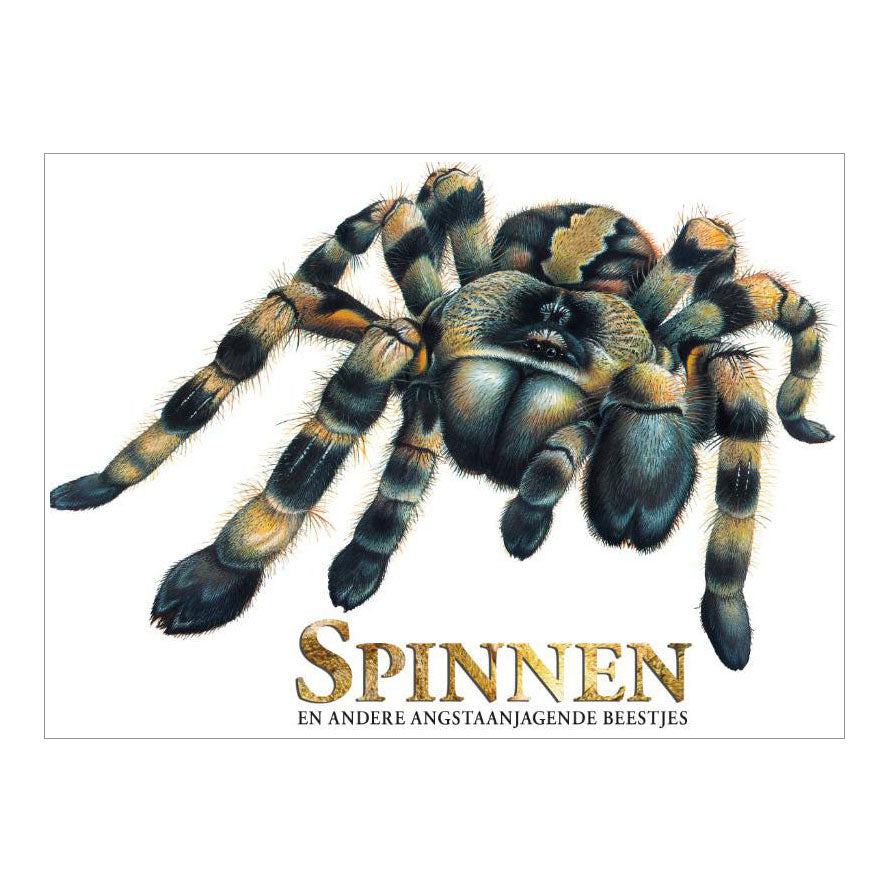 A Rebo kiadó könyve pókokról, félelmetes lényekről