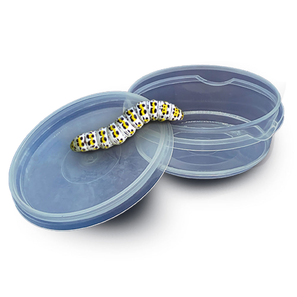 SES erforschen - Insektenforscher