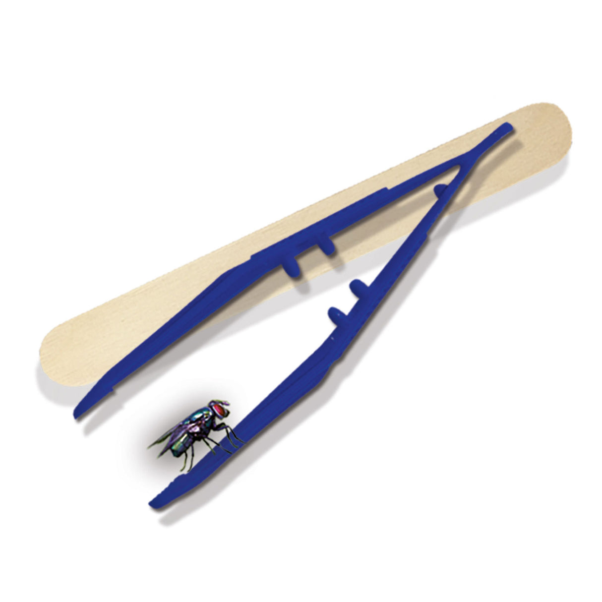 SES erforschen - Insektenforscher