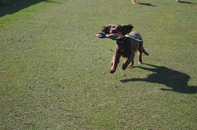 Happy pet gaudy game pheasant