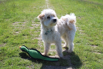 Happy pet gaudy game pheasant