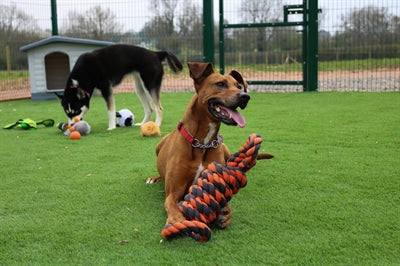 Happy pet tuercas para nudos extreme coil 8 forma tugger gris naranja