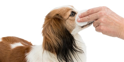 Trixie Eye Care cleaning paths in mind