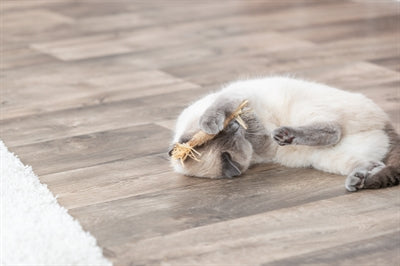 Trixie Matatabi bata le himill