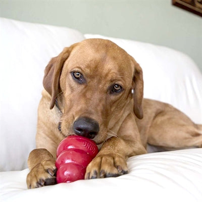 Kong Snacks Speck Kéis