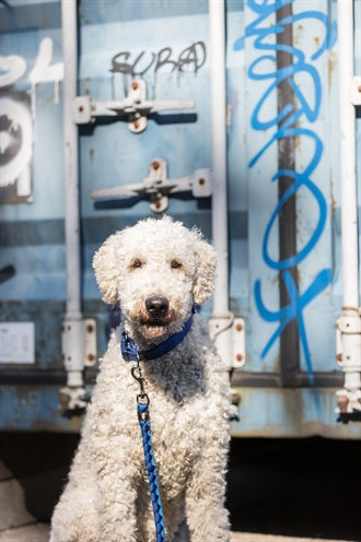 Trixie Dog Lash Cavo Verstellbarer Indigo Royal Blue