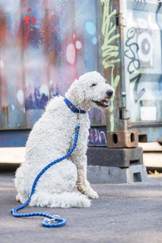 Trixie Dog Lash Cavo Verstellbarer Indigo Royal Blue