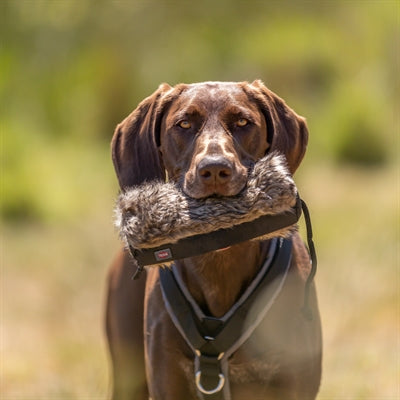Veicolo artificiale fittizio snack trixie