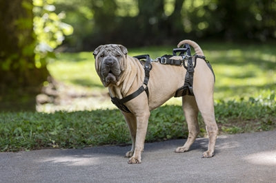 SOLVIT PETSAFE CARELIFT PRZED