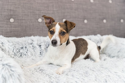 Trixie kavč postelja harvey pohištvo zaščitnik kotna bela črna