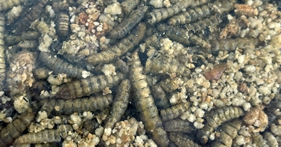 Utopie Roodborst Merel Winter King Mix