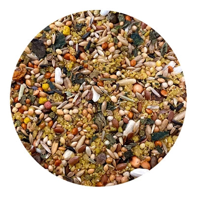 Utopia duże papugi afrykańskie najwyższej jakości