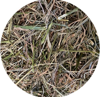 Utopia Timothy Hooi s peteršiljem