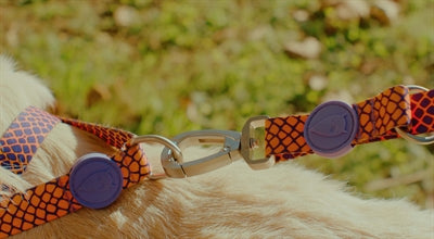 Léas madraí Morso Leash inchoigeartaithe inchoigeartaithe Lizard Uirbeach Dearg