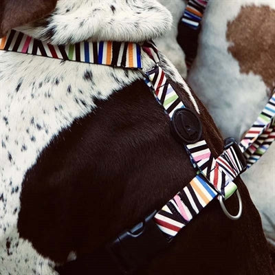 Morso Dog Carness H-Harness рециклиран спагети инцидент