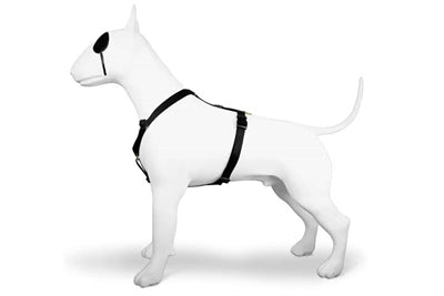 Úim mhadra morso h-harness athchúrsáil ór caviar ór