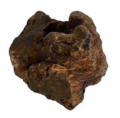 Pies Woodzzz żuj korzeń z oliwą z oliwek