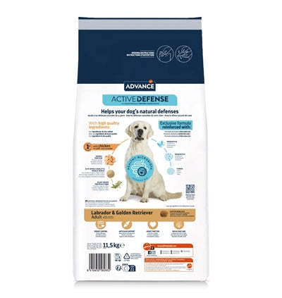 Retriever za odrasle labrador