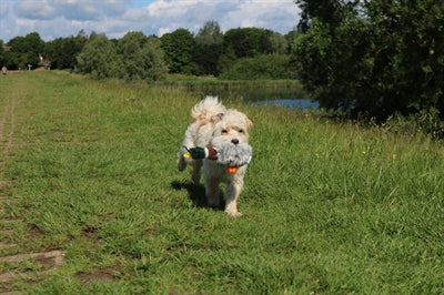 Happy Pet Migrator Plush Duck Wild