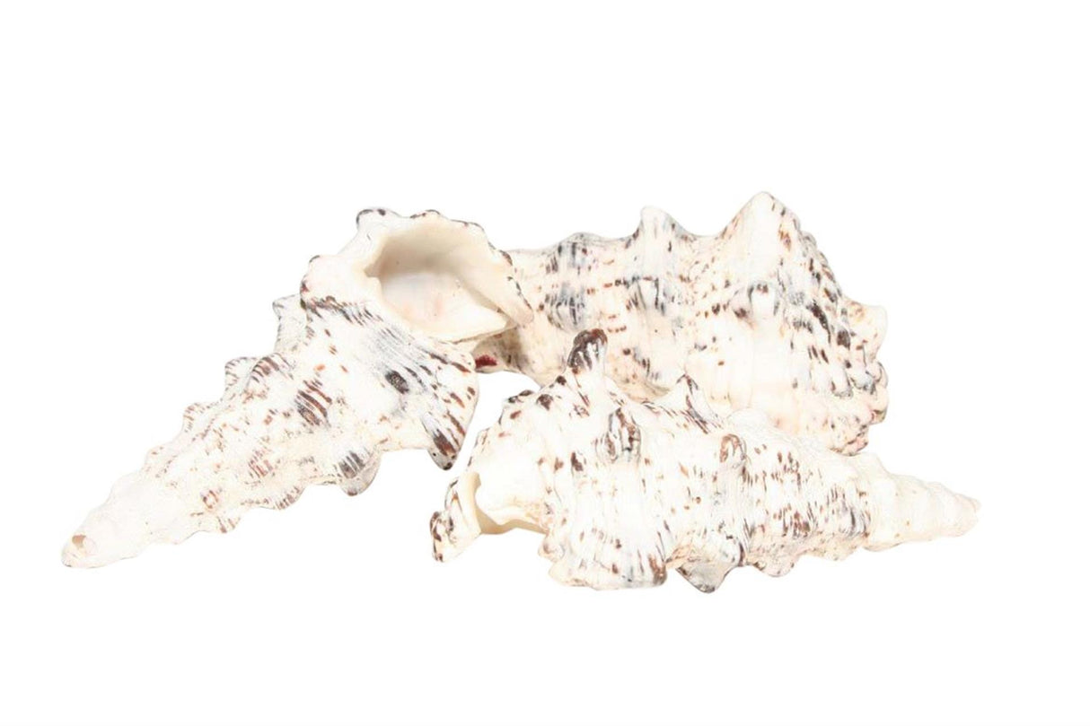 Hbx naturlige levende skaller cerethium nodolosum 500gr