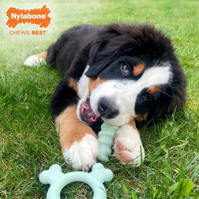 Nylabone Puppy tactile ring chicken flavour
