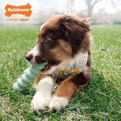 Nylabone Puppy tactile stick peanut butter flavor