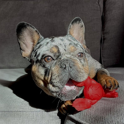 Nylabone Extreme Chew Lobster Filet Mignons Fabor